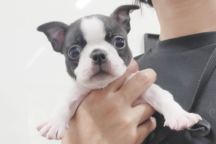 BT20240503f1【ボストンテリア】詳細｜WANLINE