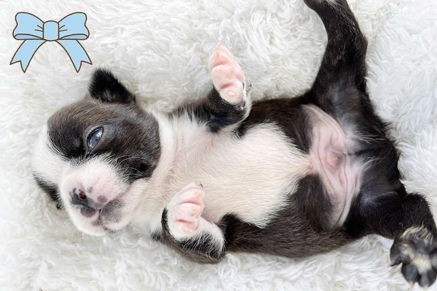 BT20240321m4【ボストンテリア】詳細｜WANLINE