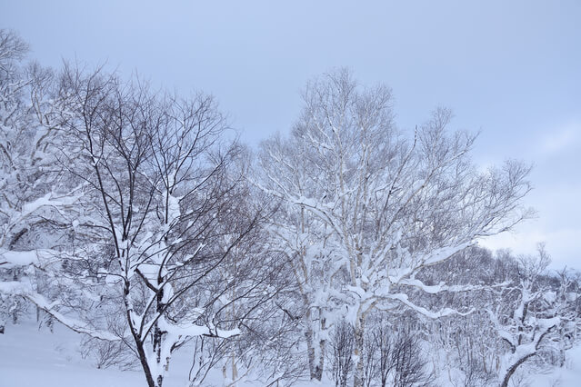 百人一首の物語】三十一番「朝ぼらけ有明の月とみるまでに吉野の里に