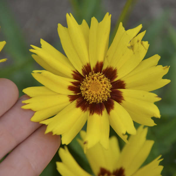 Coreopsis grandiflora 'SunKiss' | Walters Gardens, Inc.
