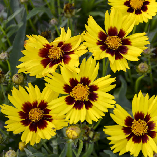 Coreopsis grandiflora 'SunKiss' | Walters Gardens, Inc.