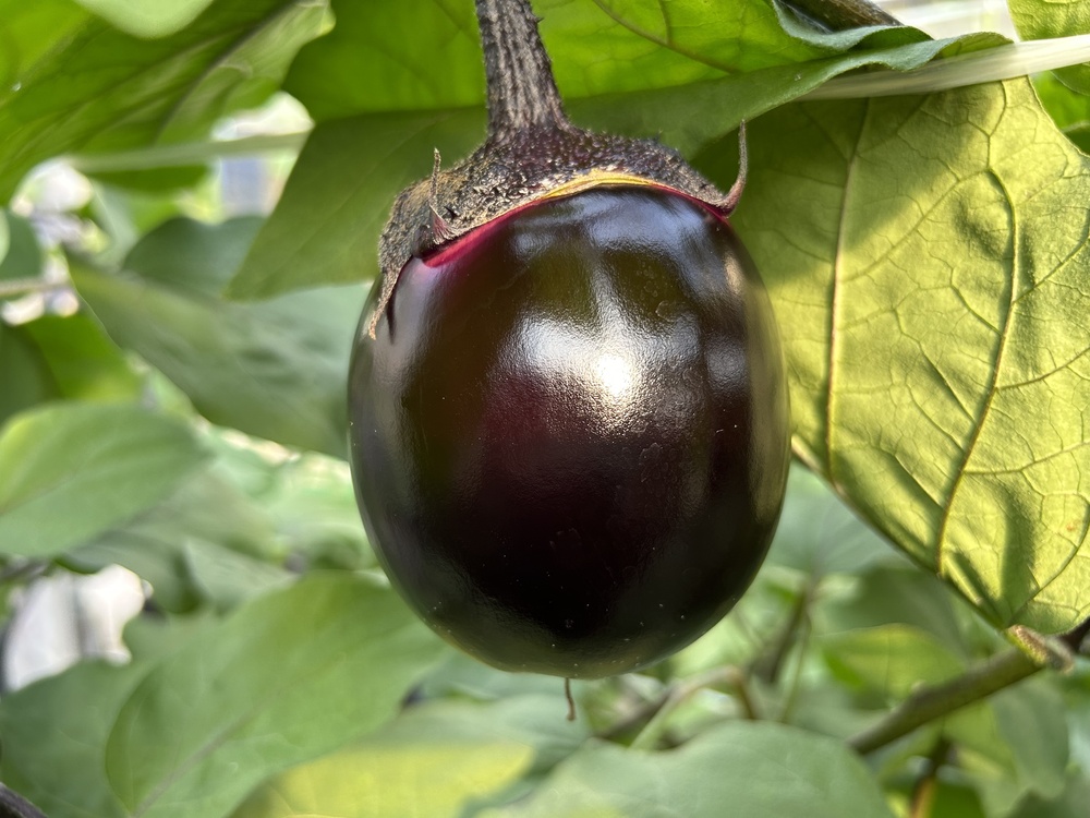 静岡のご当地野菜｜濃厚な旨さ！清水が誇る折戸なすの魅力 ｜静岡県の