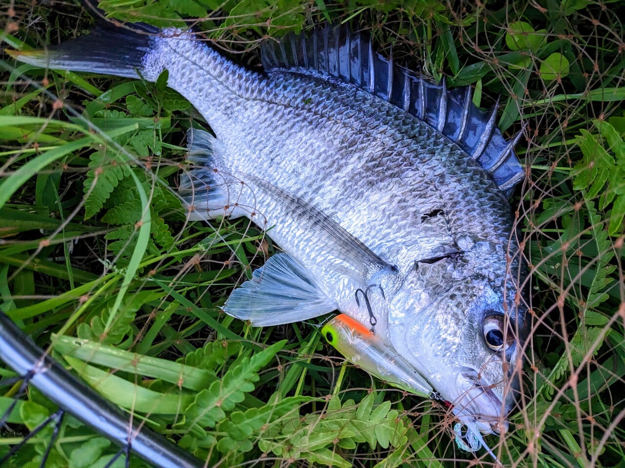 実は買っていた＆ほとんどトップでしか使ってないけどダイワの