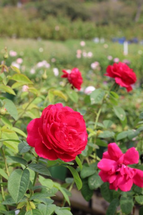 ローズガーデン開花情報 秋 （10月22日） | 恋するせんなん