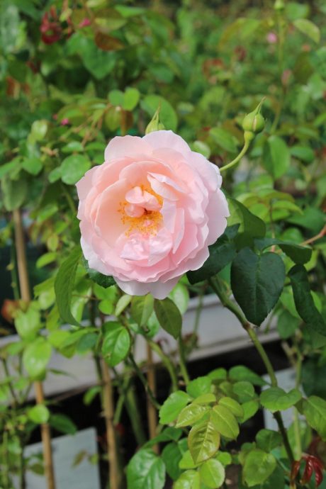 ローズガーデン開花情報 秋 （10月22日） | 恋するせんなん