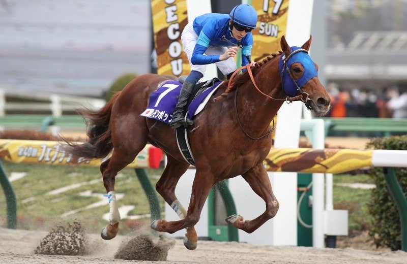 レモンポップ（Lemon Pop） | 競馬データベース | JRA-VAN World