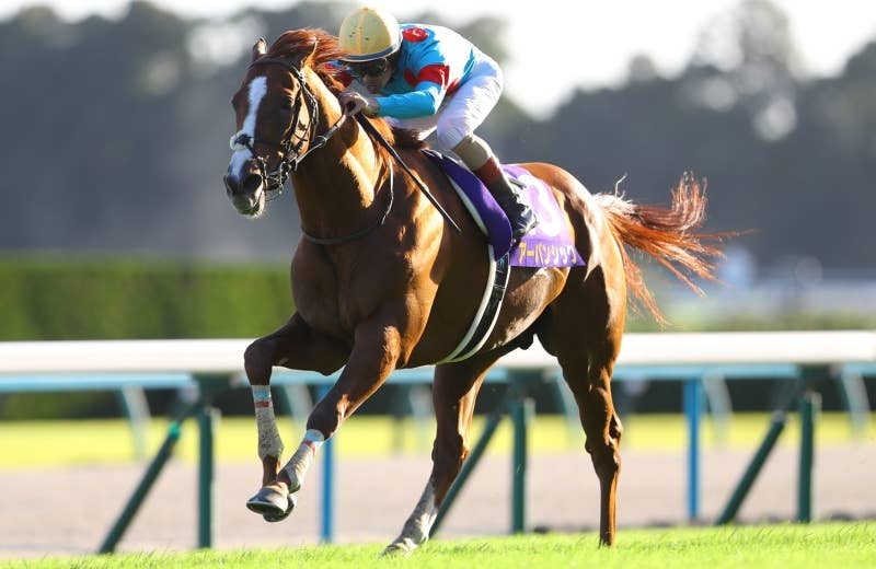 アーバンシック（Urban Chic） | 競馬データベース | JRA-VAN World