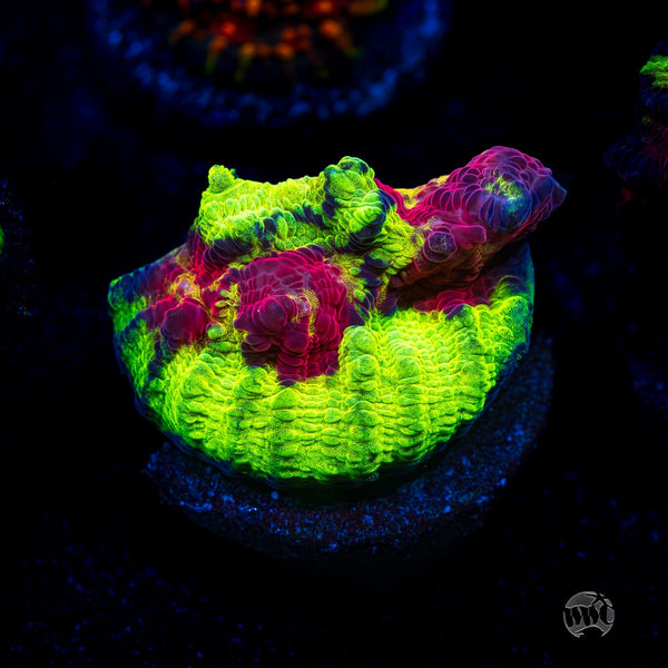 Jason Fox Chemical Reaction Chalice