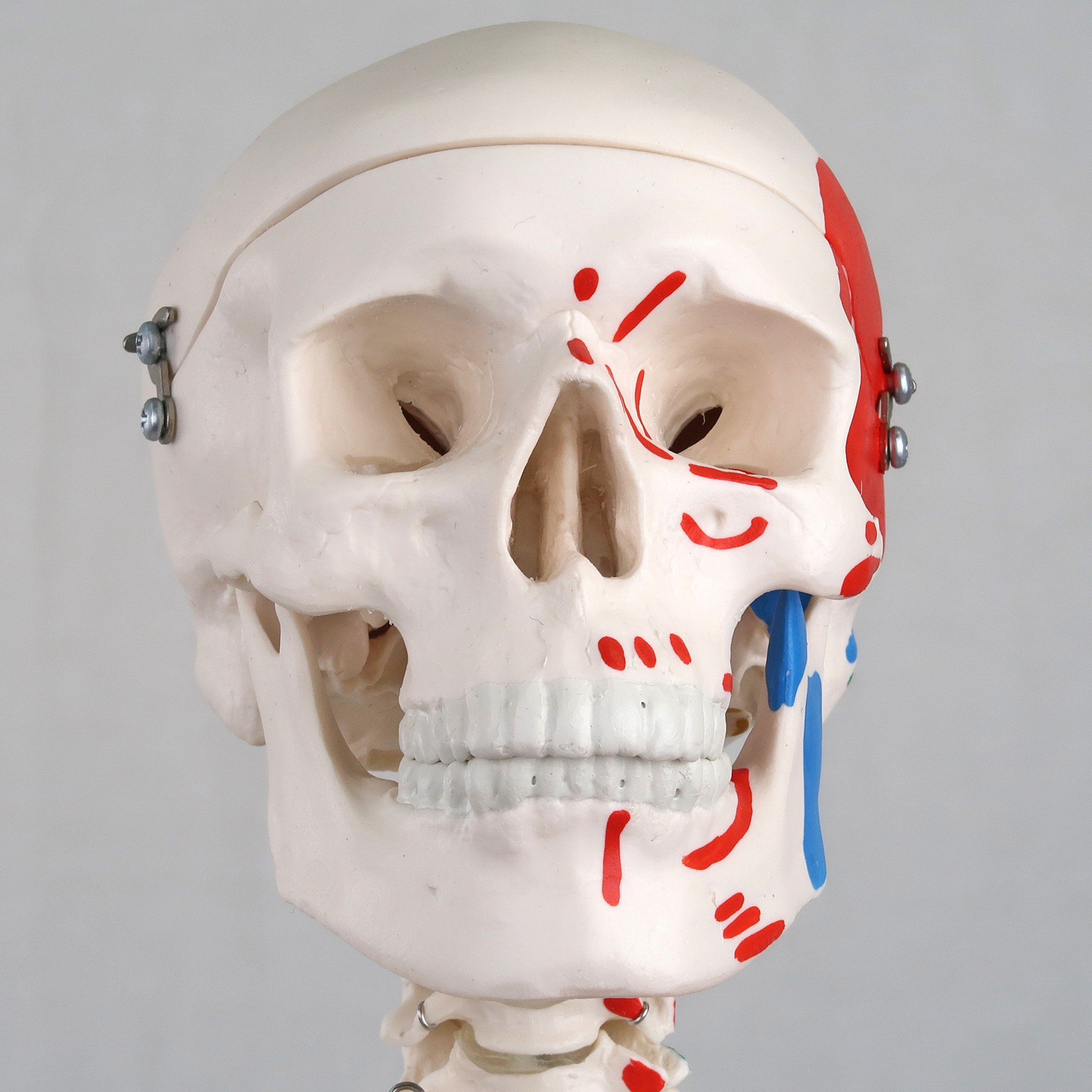 ショーティー・1/2縮尺型全身骨格モデル，筋・起始／停止色表示型