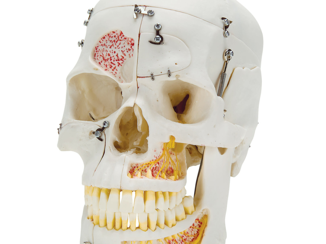 頭蓋，10分解デラックスモデル | 日本スリービー・サイエンティフィック