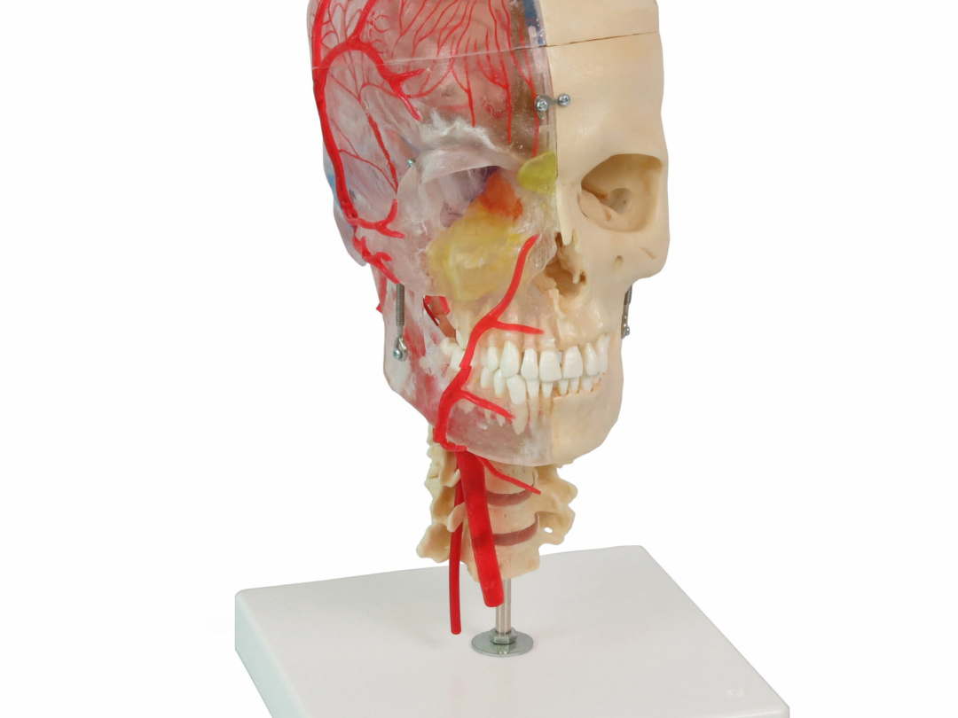 頭蓋，脳・頚椎付，半側透明7分解モデル BONElike™ | 日本スリービー