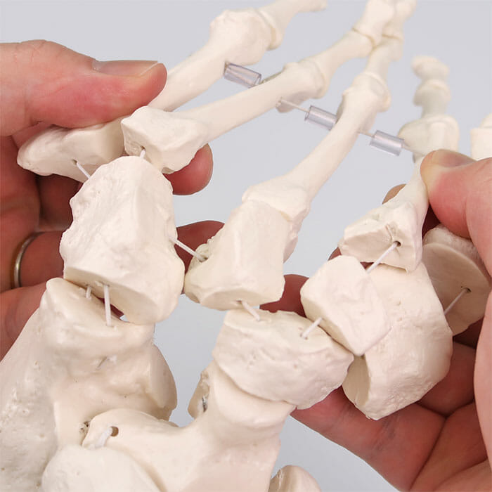 足の骨モデル，脛骨・腓骨付，エラスティックコードつなぎ | 日本