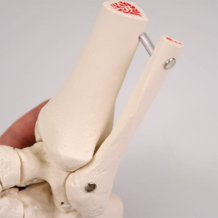 足の骨モデル，脛骨・腓骨付，エラスティックコードつなぎ | 日本