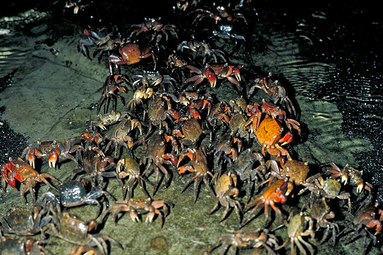 小網代の森へ遊びにいくよ！ - ほぼ日刊イトイ新聞