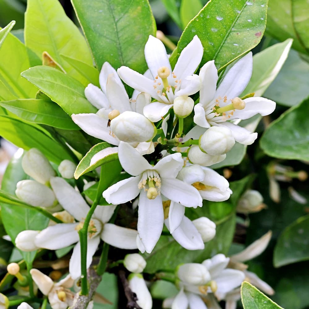 世界のはちみつ オレンジはちみつ 130g（メキシコ産） ｜ 金沢の