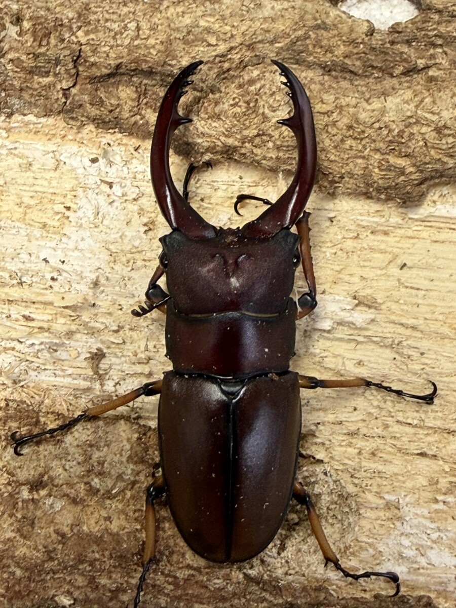 新商品 - クワガタ横丁