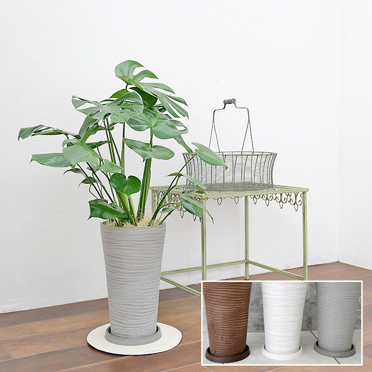 モンステラ 樹脂製鉢植え（12AH22） 観葉植物と植木鉢の専門店cocolate