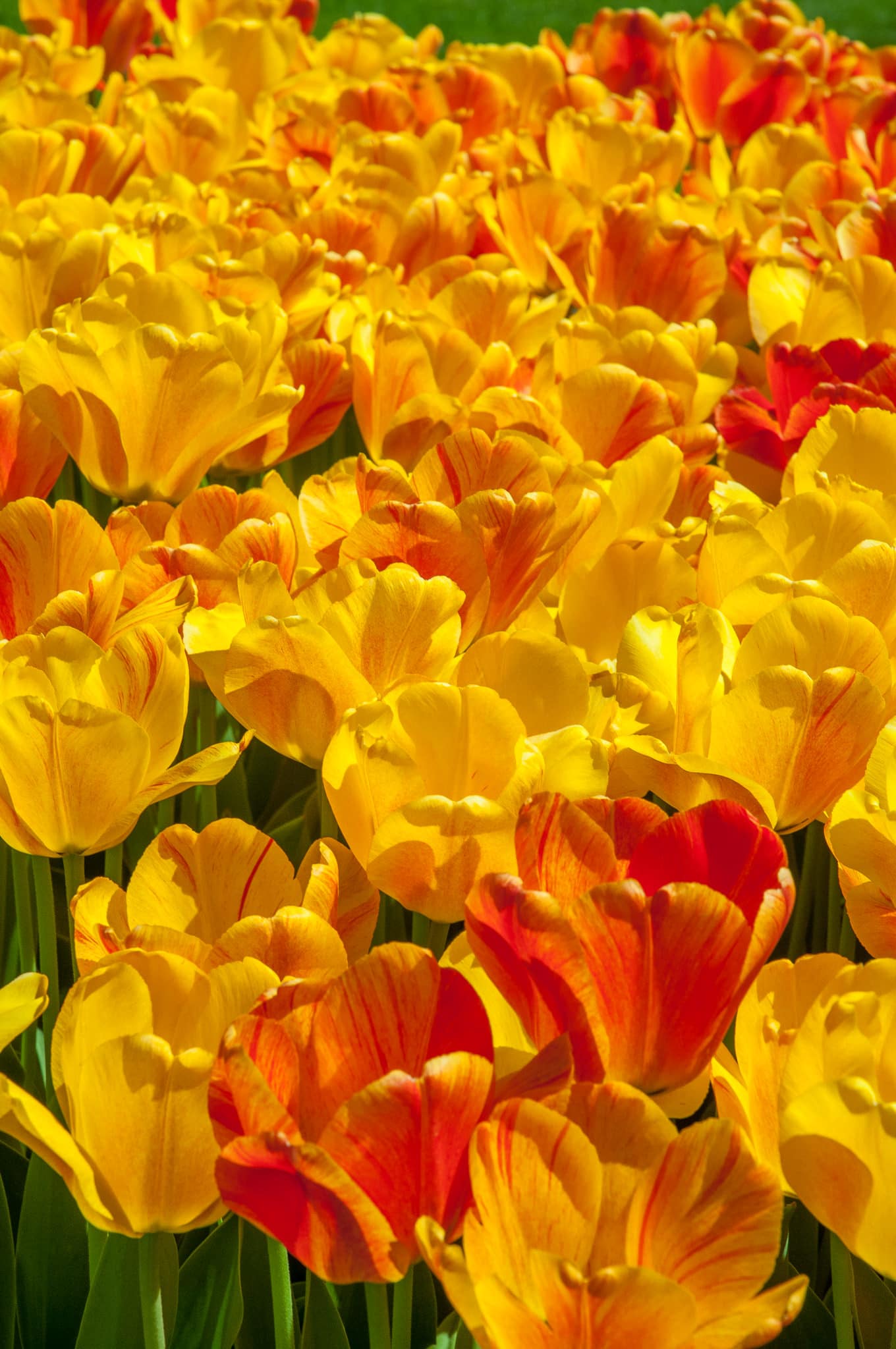 1324_BeautyOfApeldoorn_CGC4423