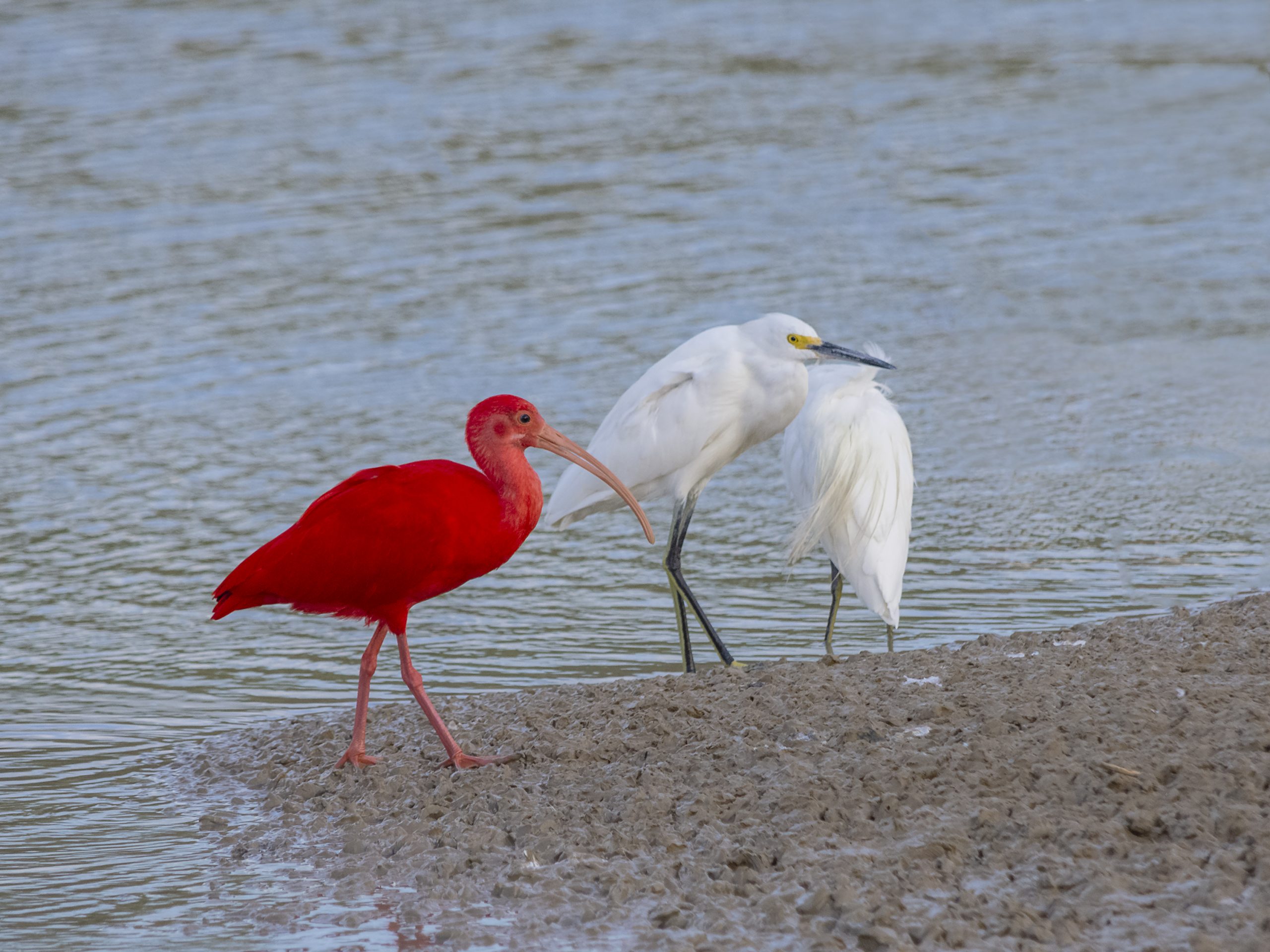Scarlet Ibis – Ibis Rouge- (Eudocimus ruber) – Coraves Birding Tours