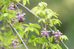 アケビ属 | Corvet Photo Agency