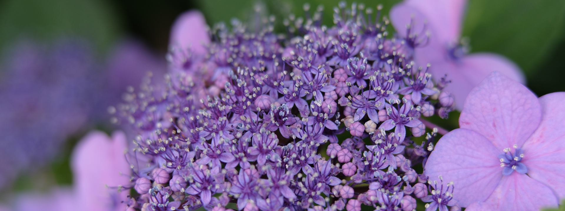 NOKTON 50mm F1.2 - 株式会社コシナ