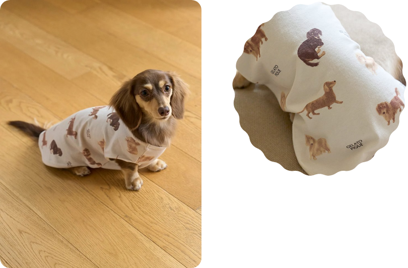 GELATO PIQUEダックスフンド