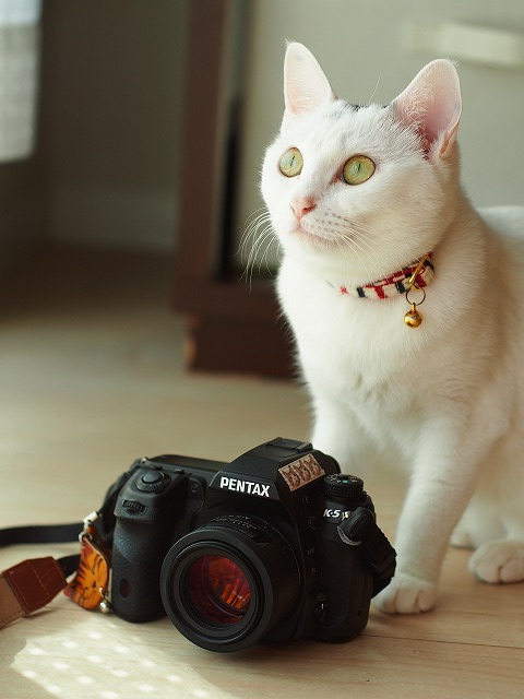 作例付き】smc PENTAX FA50mm f1.4 猫撮影レビュー