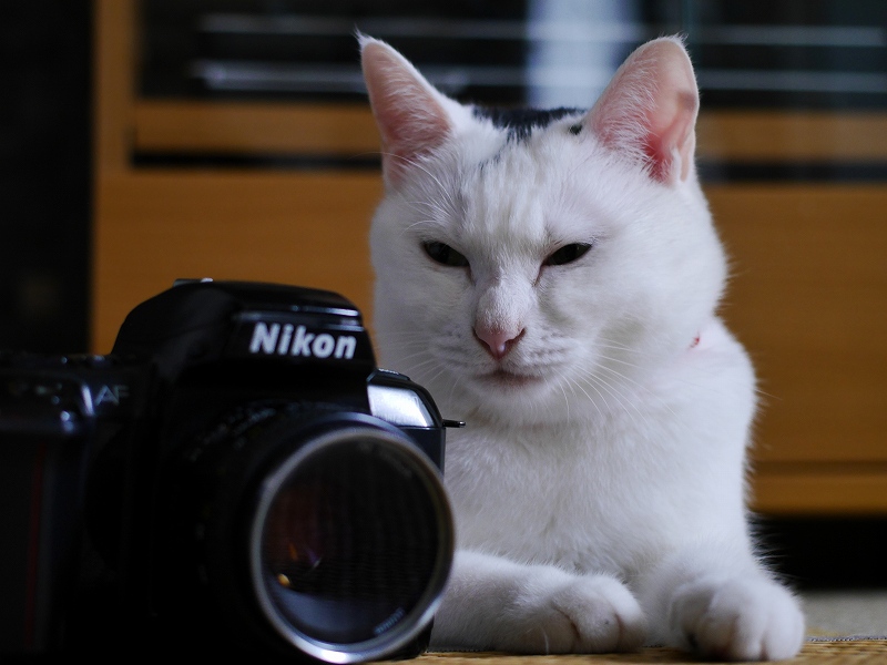 初心者 おすすめフィルムカメラ Nikon F70 《自宅の愛猫 撮影レビュー》