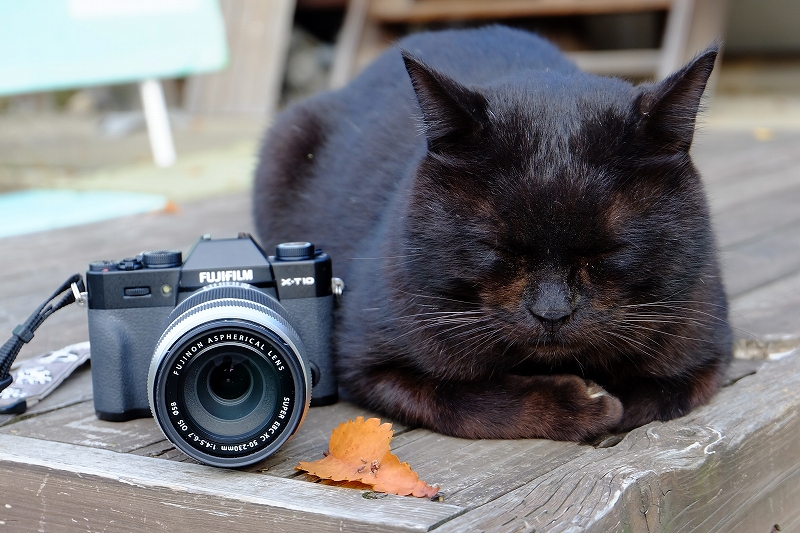 フジ XC50-230mm F4.5-6.7 OIS【冬の京都 猫撮影レビュー】