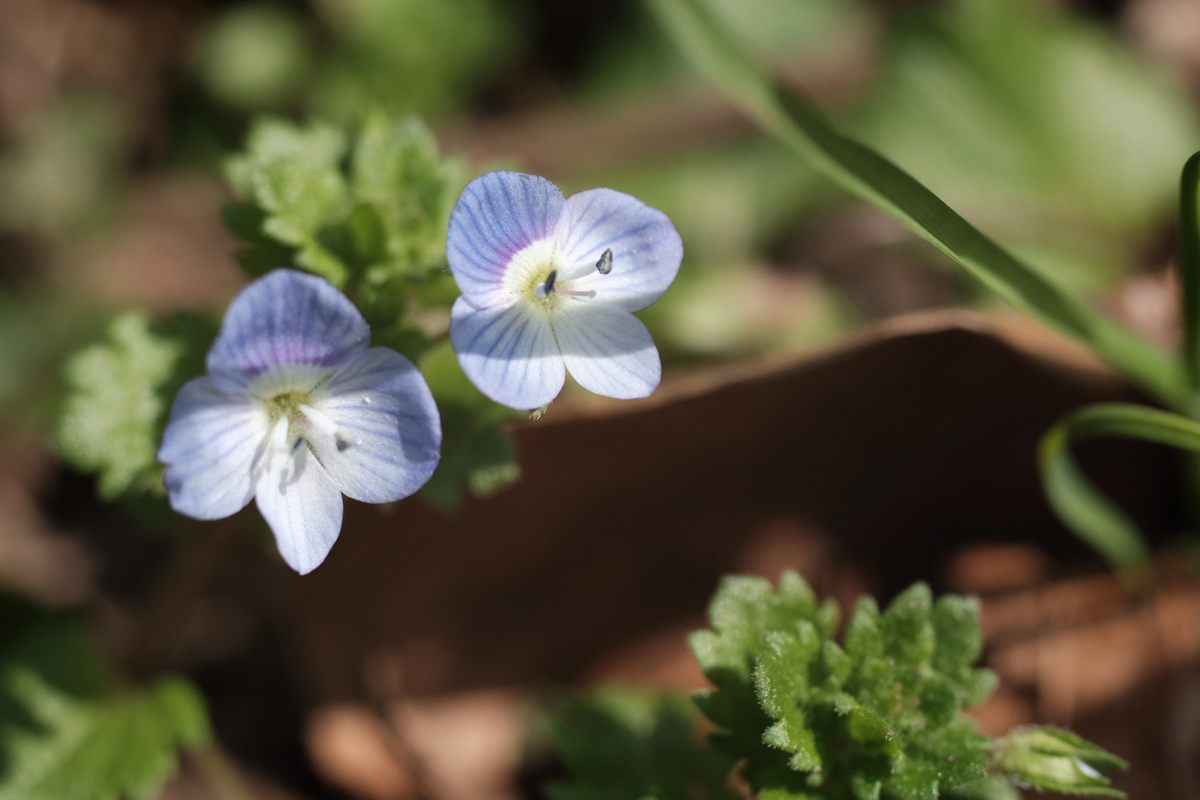 星ボケレンズのMC VOLNA-9 50/2.8【中古入荷レビュー】