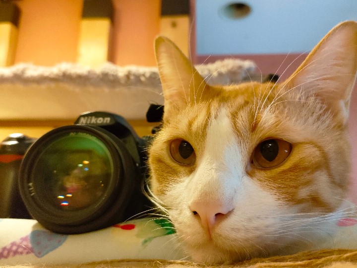 1万円で購入できるデジタル一眼レフ ニコンD50 【東大阪の猫撮影レビュー】