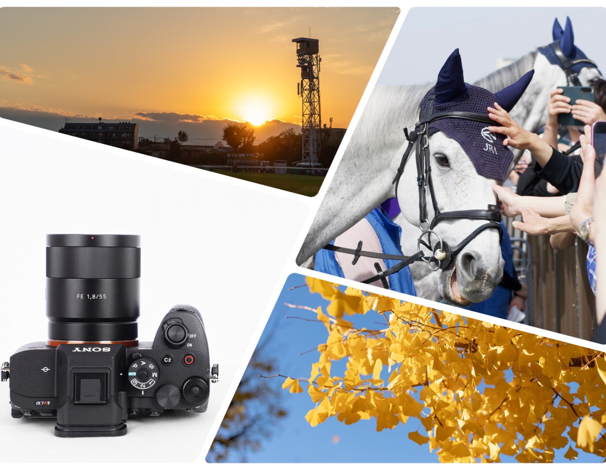 2013年発売の”神レンズ”】Sonnar T* FE 55mm F1.8 ZA 長期使用レビュー