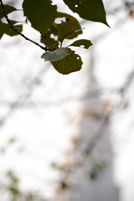 ニコンAF-S DX NIKKOR 55-300mm f/4.5-5.6G ED VRを試写しました