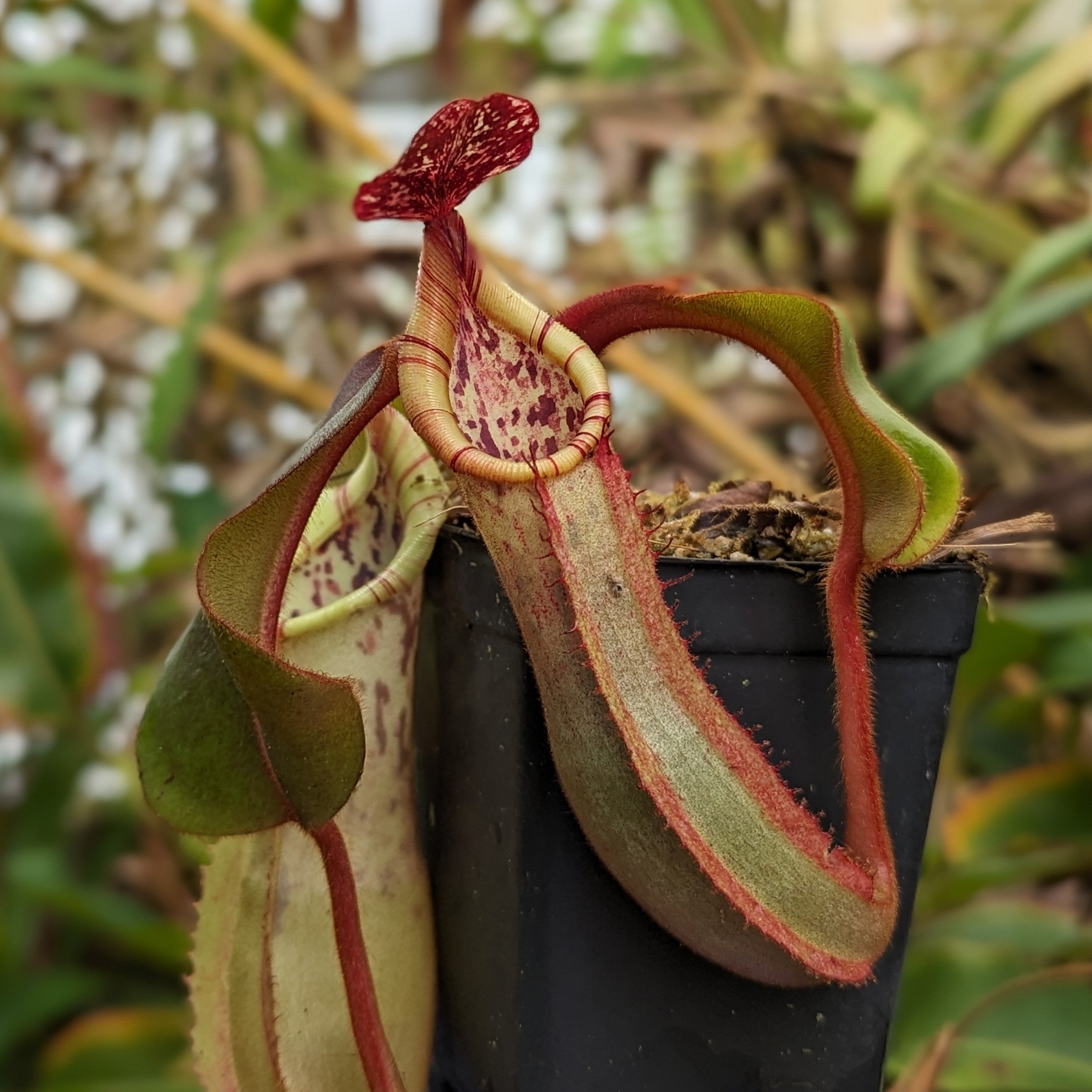 Nepenthes veitchii x clipeata, CAR-0128 – Carnivero