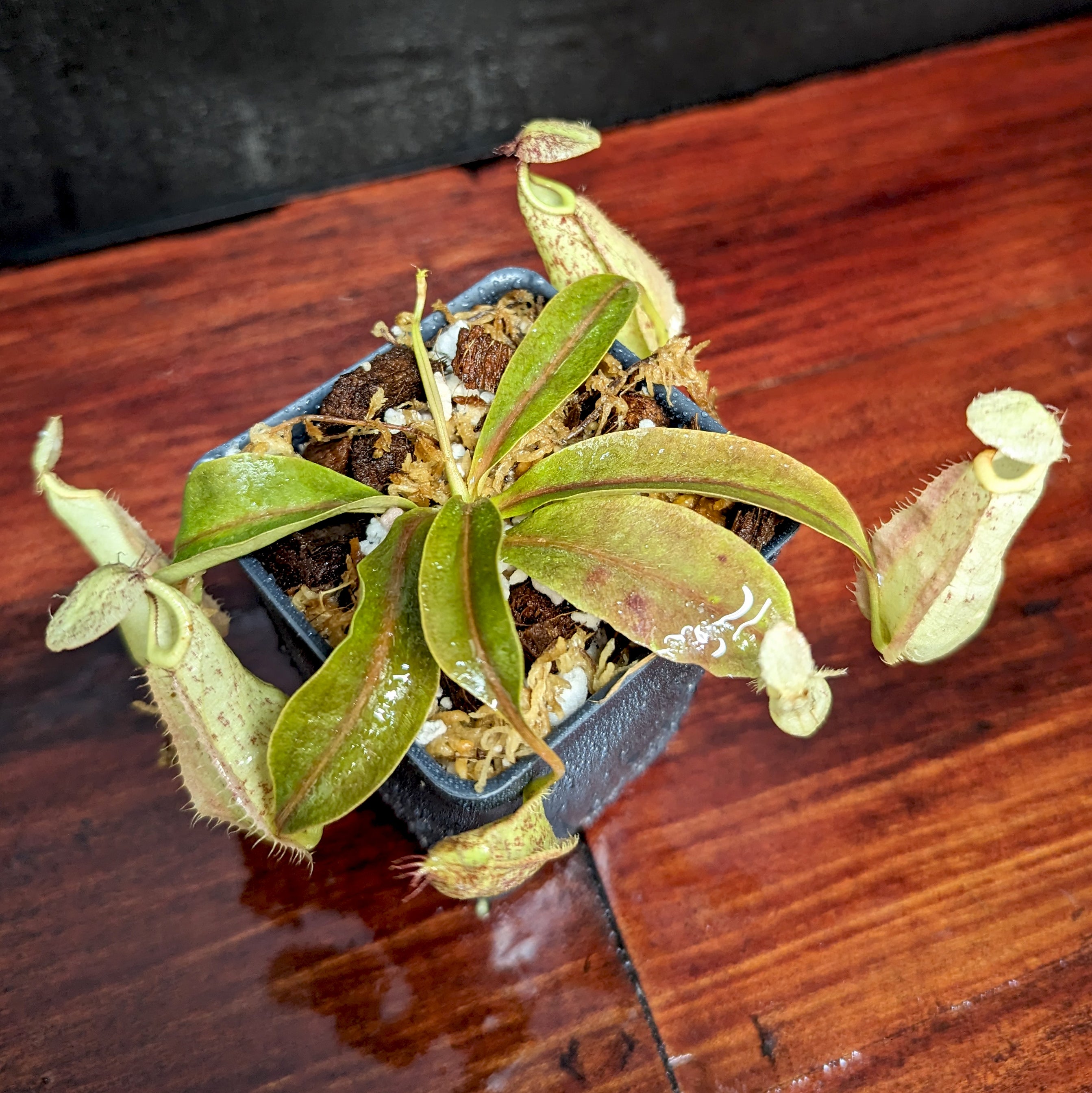 Nepenthes rafflesiana (JB x 'Thick Lip'), CAR-0368 – Carnivero
