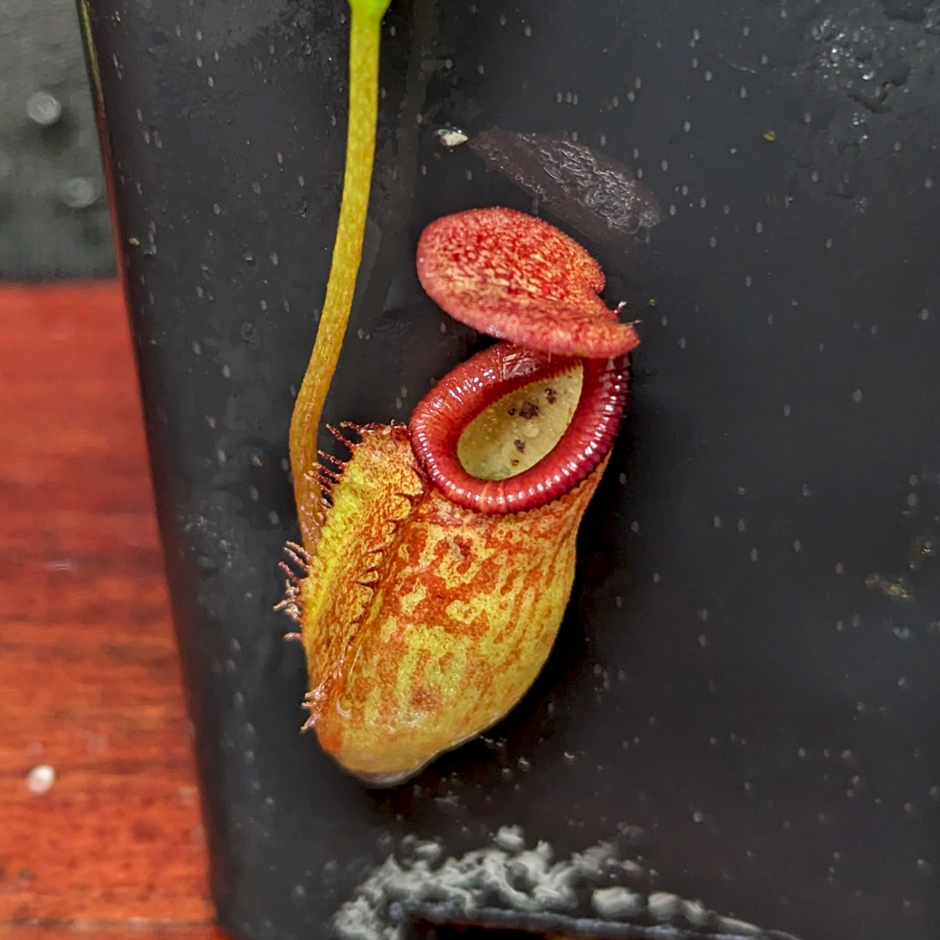 Nepenthes petiolata x talangensis, BE-3762 – Carnivero