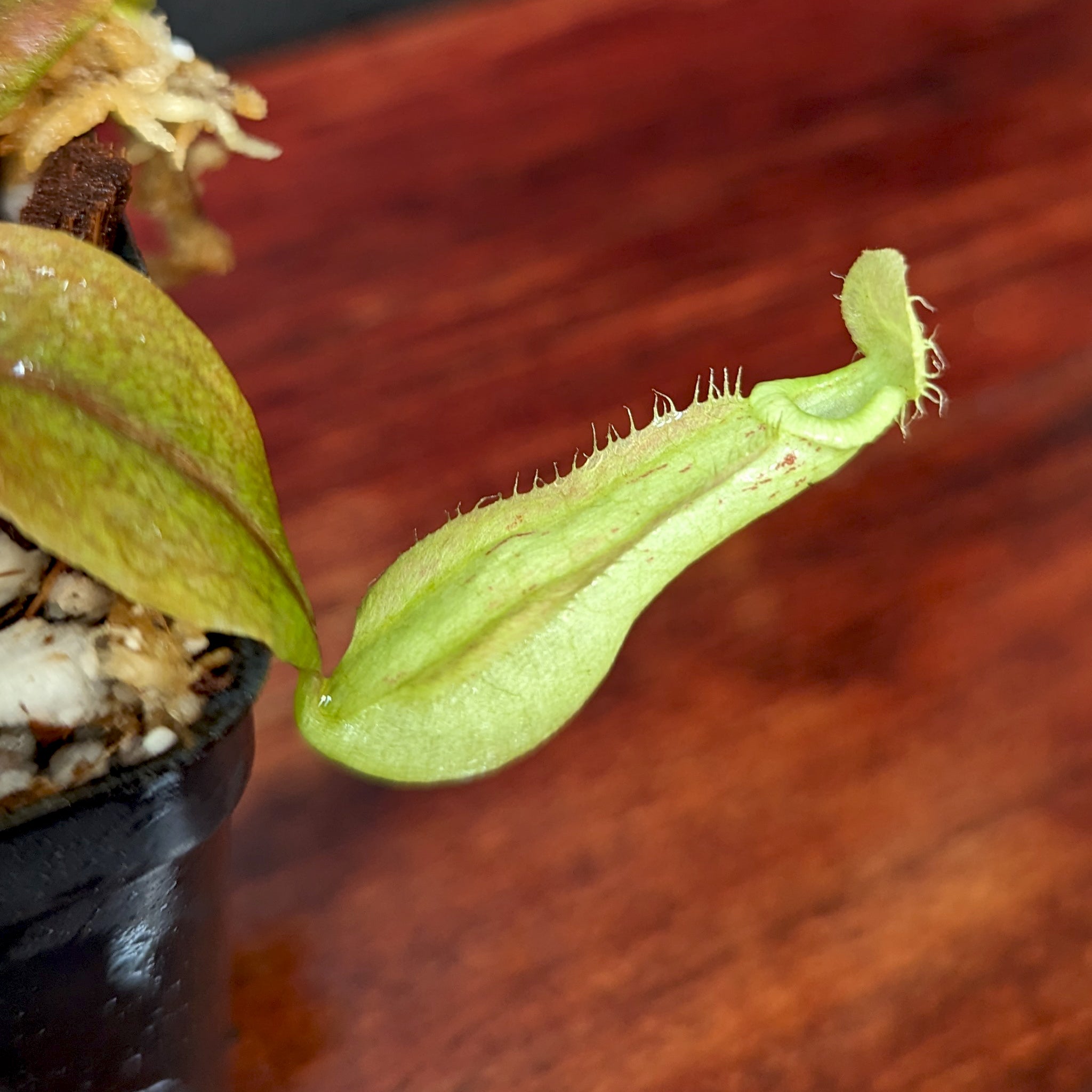 Nepenthes rafflesiana (Leilani x Thick Lip), CAR-0419 – Carnivero