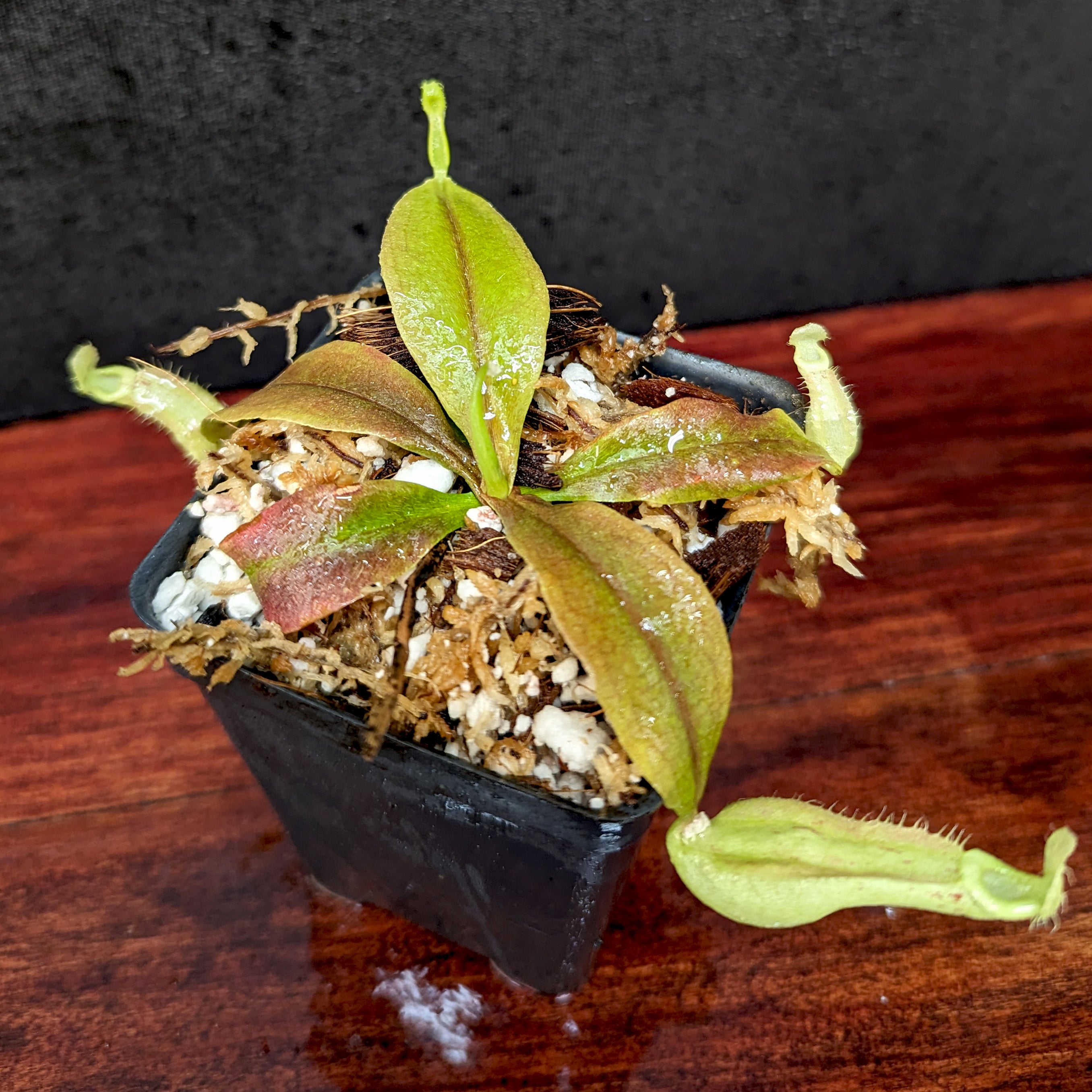 Nepenthes rafflesiana (Leilani x Thick Lip), CAR-0419 – Carnivero