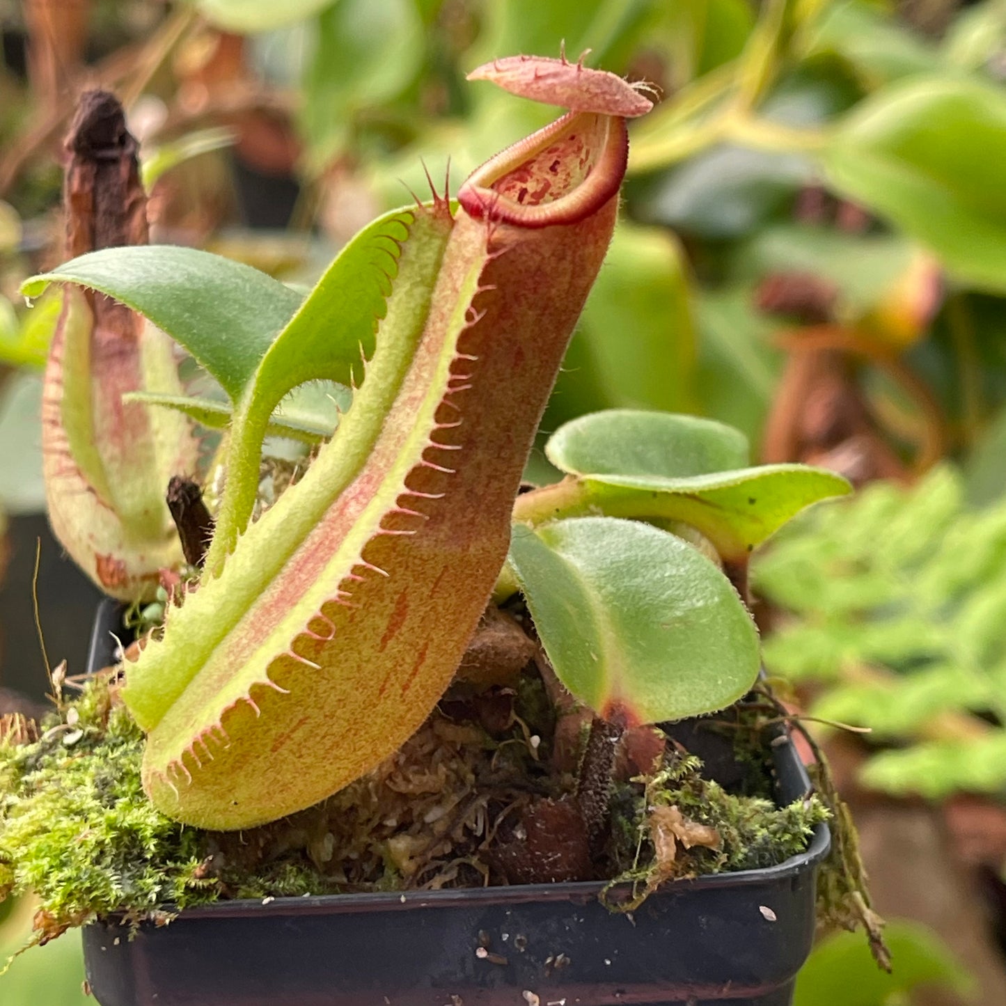 Nepenthes truncata (JB x (c)-E) – Carnivero