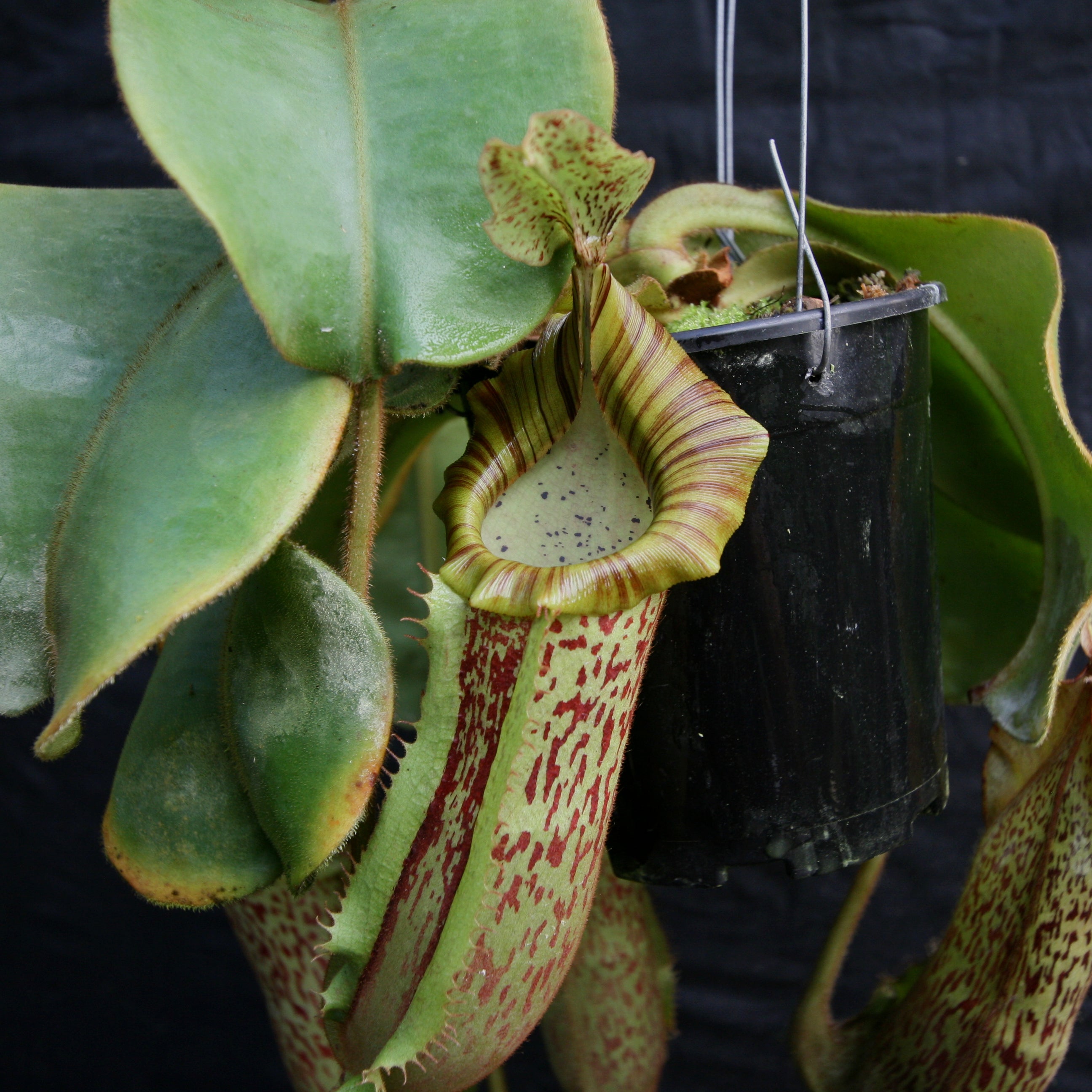 Nepenthes veitchii 