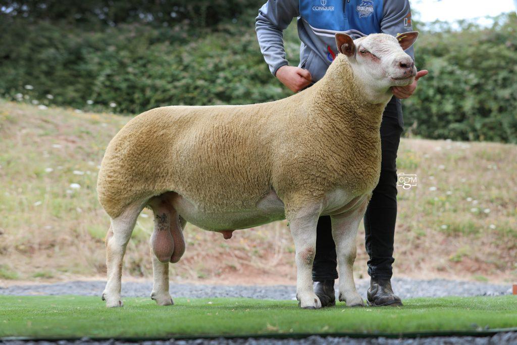 Cavick cracks the code at Worcester Premier Sale – Charollais