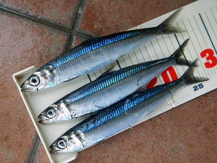 ウルメイワシの特徴・見分け方 ｜ 写真から探せる魚図鑑