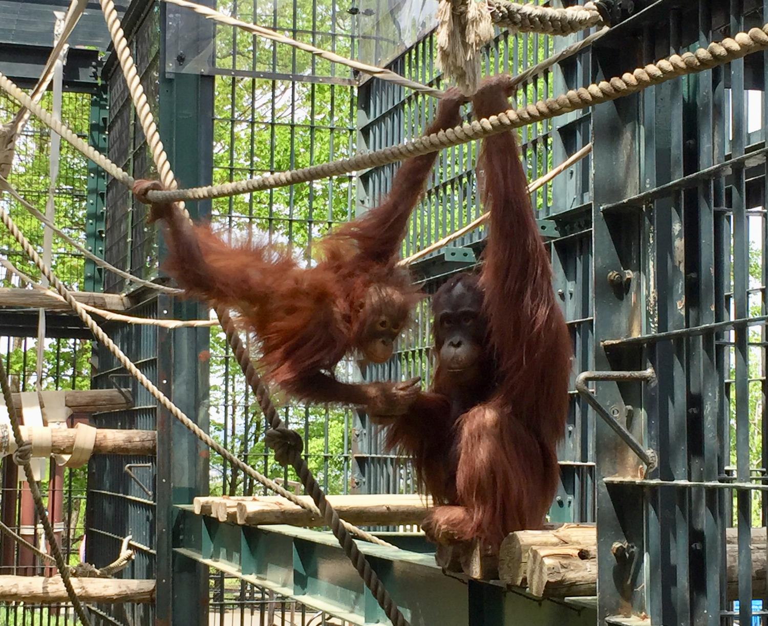 旭川市 旭山動物園 【オランウータン兄妹の同居展示】