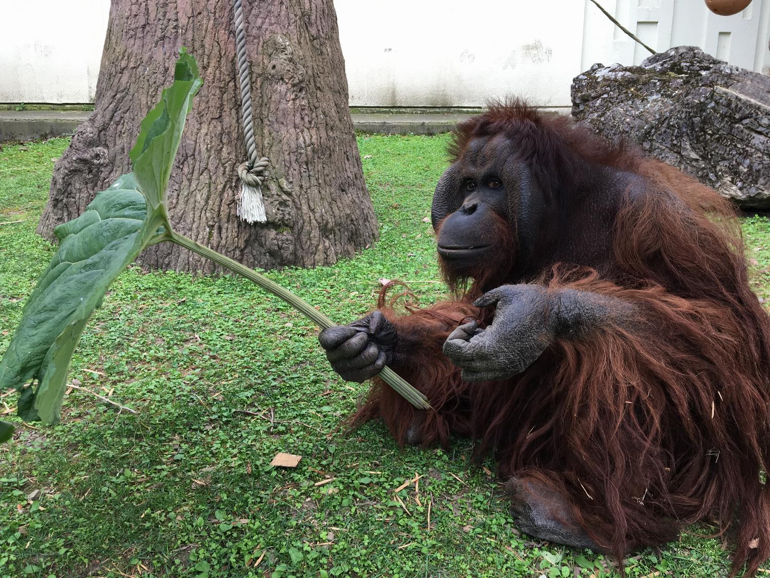 旭川市 旭山動物園 【傘なのか餌なのか】