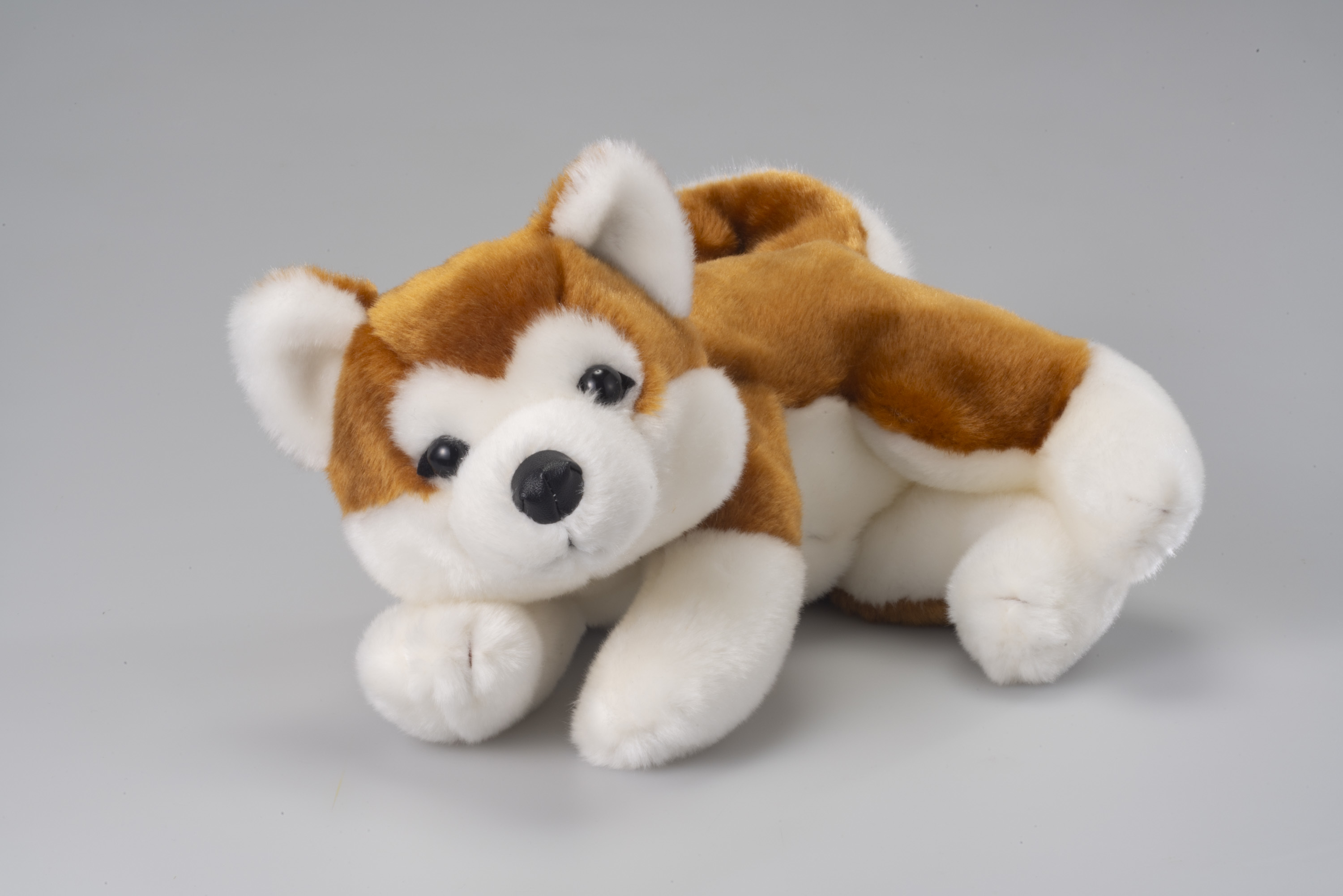 川崎市 : なでなでワンちゃん 秋田犬 HACHI EX