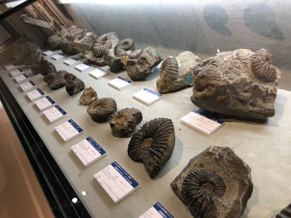 終了】平成30年度企画展「北海道のアンモナイト ～セノマニアン編