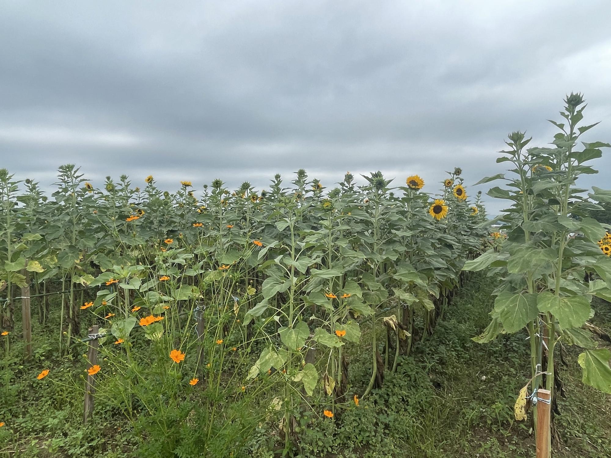 令和7年(2025)ひまわり情報／兵庫県小野市行政サイト
