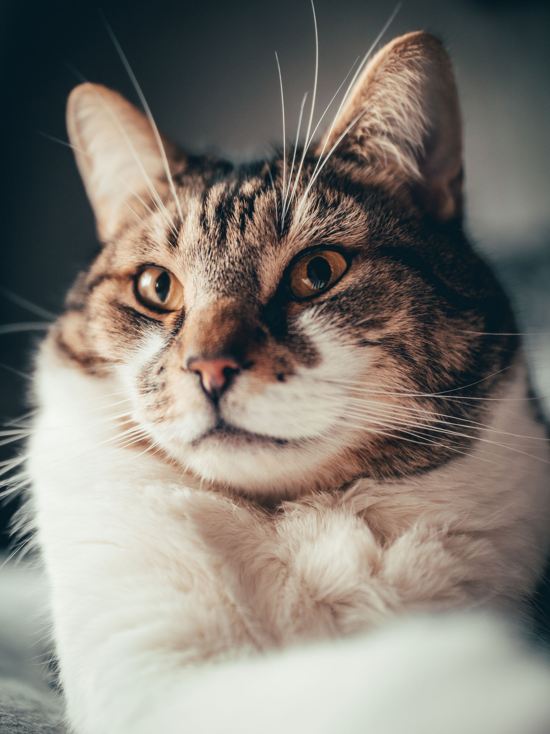 LaowaがArgus 25mm F0.95 MFT APOレンズを発売 | CineD