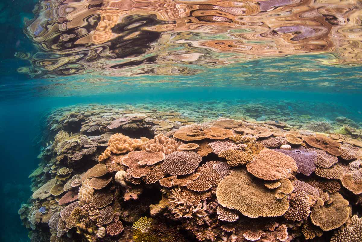 瀬底島の浅瀬に広がる珊瑚の群生 | 水中写真撮影 空 良太郎