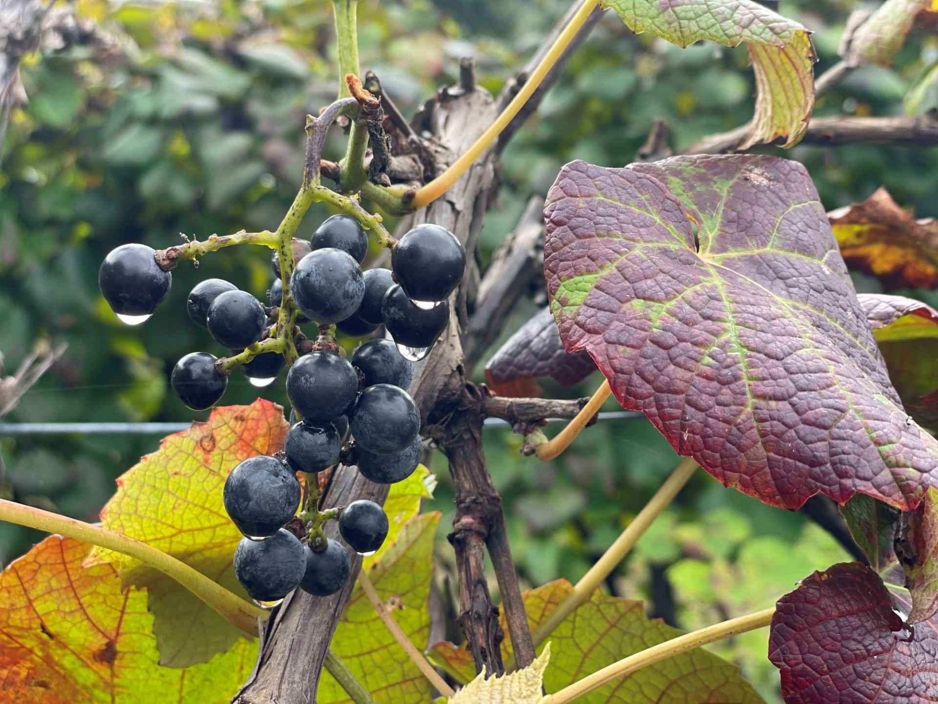 №071～ヤマブドウ～ なんば農園 難波裕一さん | 食文化プロジェクト